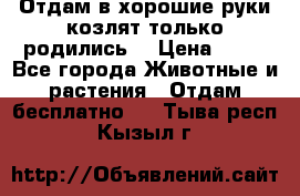 Отдам в хорошие руки козлят.только родились. › Цена ­ 20 - Все города Животные и растения » Отдам бесплатно   . Тыва респ.,Кызыл г.